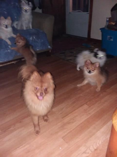 Pomeranian puppy for sale + 54483