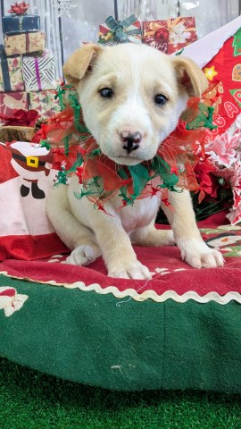 Labrador  Retriever X Type. Presoiled. Super Sweet!!!