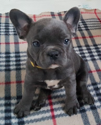 French Bulldog puppy dog for sale in Saint Petersburg, Florida
