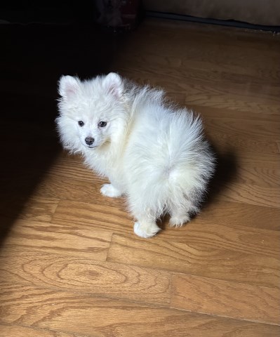 Pomeranian puppy for sale + 67060