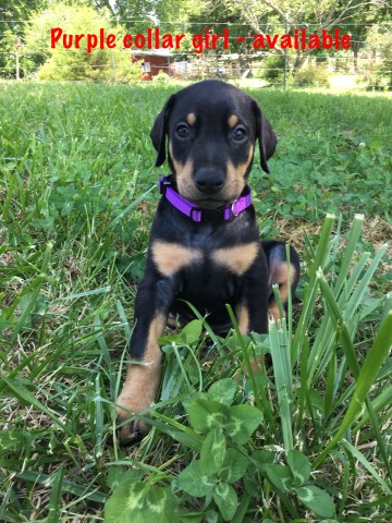 Doberman puppies for sale/ Missouri