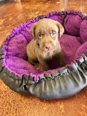 Labrador Retriever Puppies