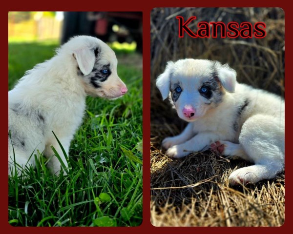 Male Border Collie Puppy For Sale