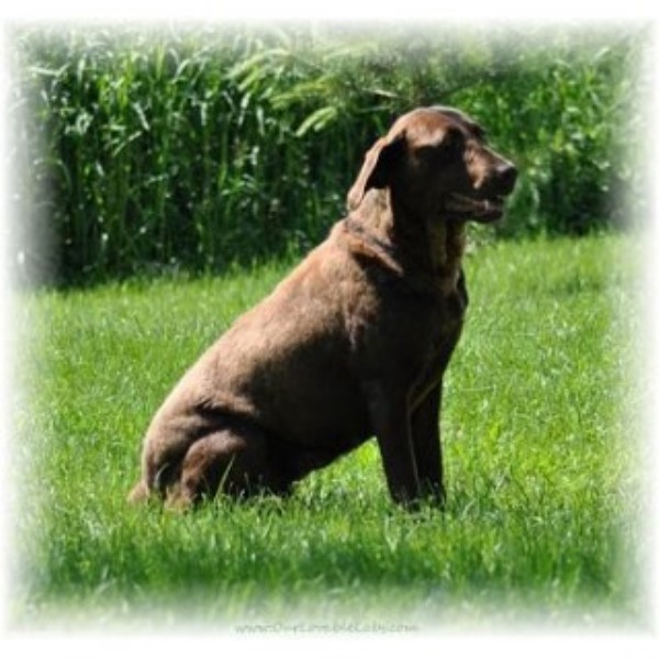 Labrador Retriever puppy for sale + 44903