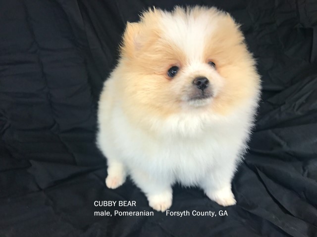CKC Pomeranian: CUBBY BEAR  male