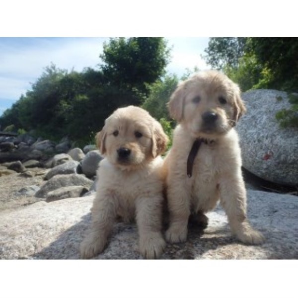 Golden Retriever puppy for sale + 44931