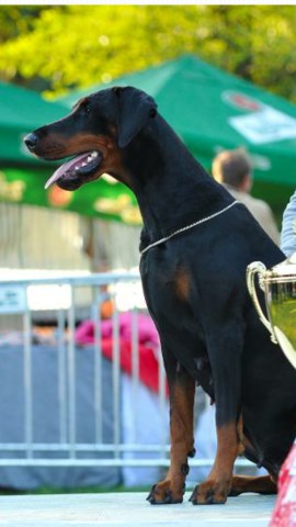 Doberman Pinscher puppy for sale + 52306