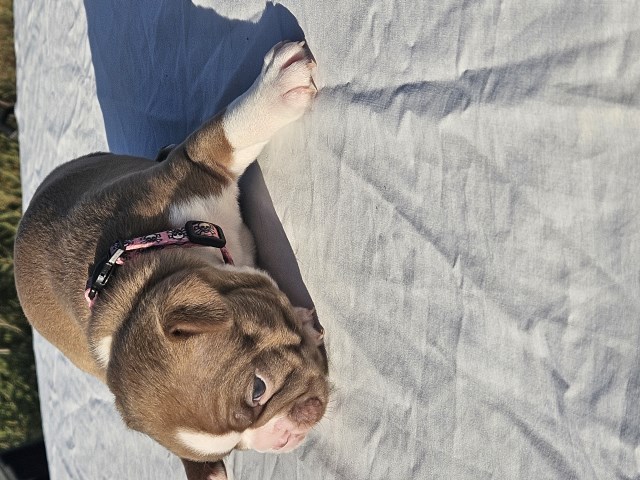 Boston Puppy for sale