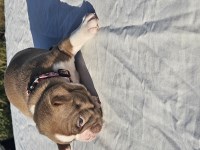 Boston Puppy for sale Boston Terrier for sale/adoption