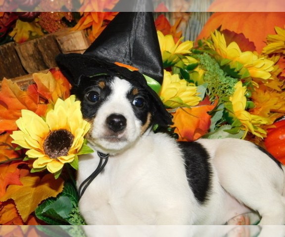 Chicago Farm Terrier Type. Great Family Watchdog!!!