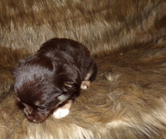 Long Coat Chihuahua Female  Pebbles