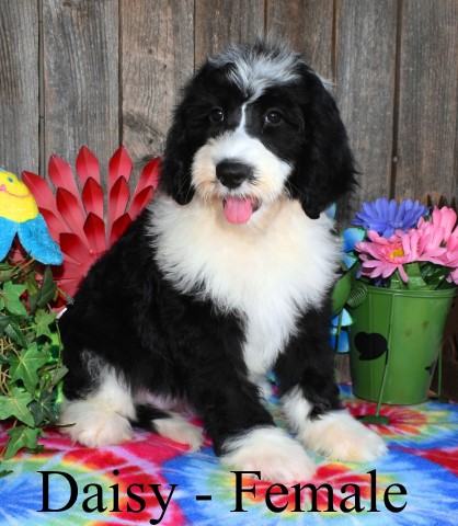 Daisy - Sheepadoodle