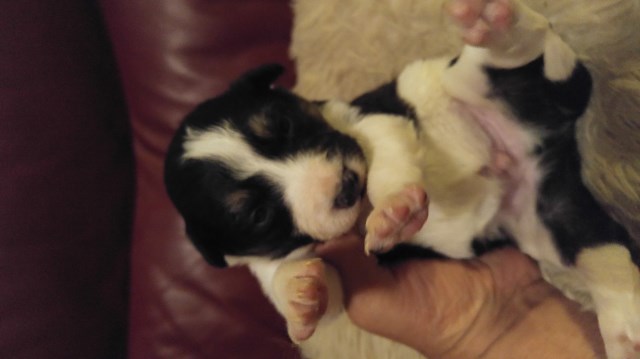 ABCA Border Collie puppies for sale