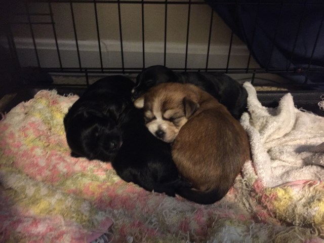 Adorable Yorkipoo Puppies!