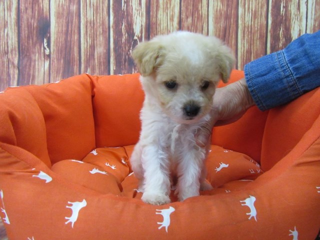 Maltipoo puppy for sale + 48044