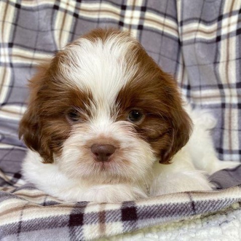 Shih Tzu puppy for sale + 64261