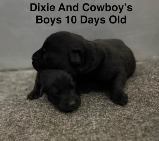 Labrador Retriever puppy for sale + 67197