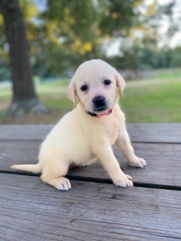 Labrador Retriever puppy for sale + 64087