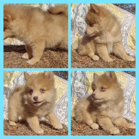 Pomsky puppy for sale + 64177