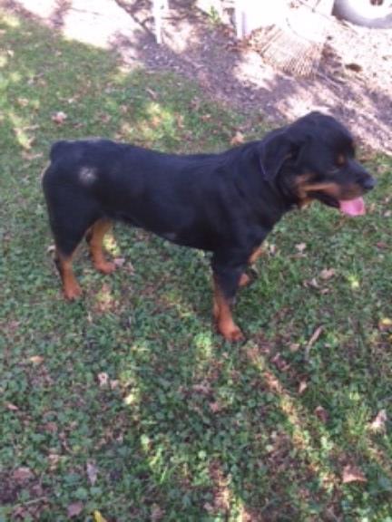 Gorgeous Rottweiler for Sale