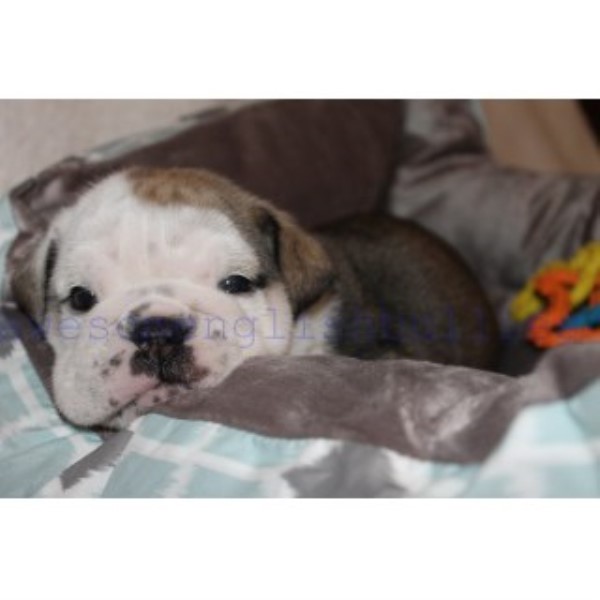 English Bulldog puppy for sale + 46581