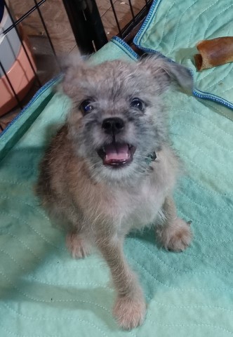 Brussels Griffon