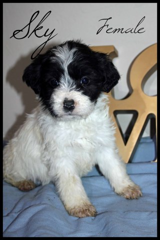 labradoodle
