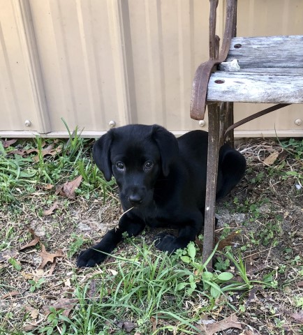 SOLD - Black Female Lab Puppy For Sale