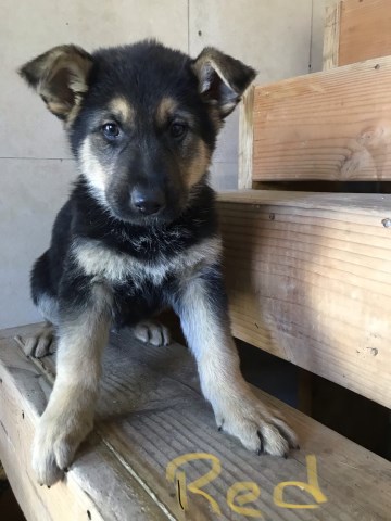 German Shepherd Dog puppy for sale + 60283