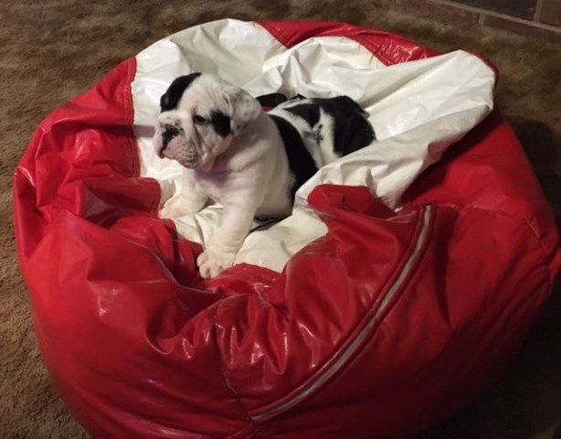 English Bulldog Pup