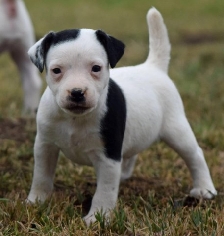 Quality Champion Sired Long Leg Jack Russell Puppy Ready Now!