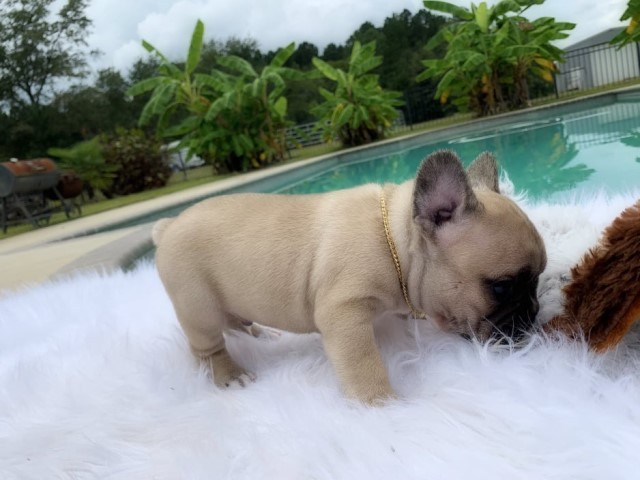 Nuggget ... Gorgeous Frenchie w/Clear Health panel.