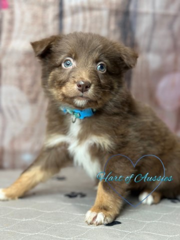 Australian shepherd puppies