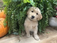 Golden Retriever thumbnail