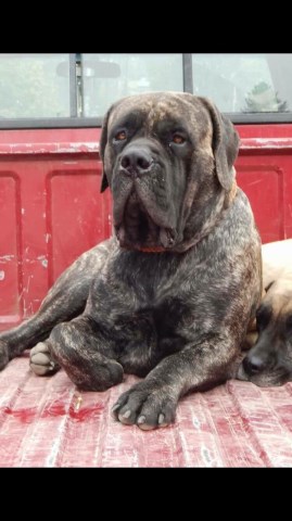 Mastiff puppy for sale + 54573