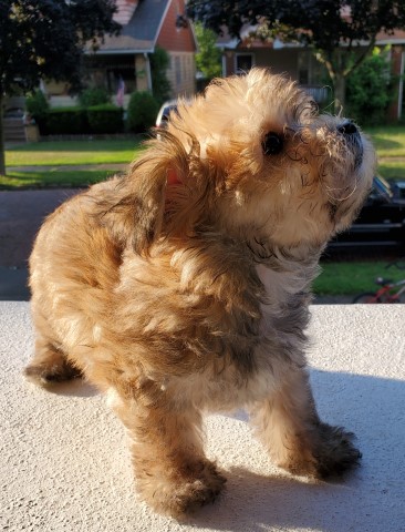Morkie puppy for sale + 61875