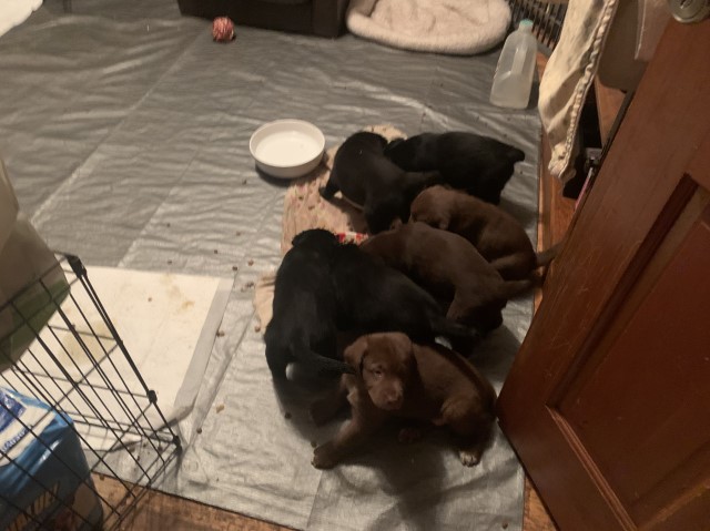 Labrador Australian Shep puppies