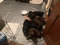 Labrador Australian Shep puppies Labrador Retriever for sale/adoption