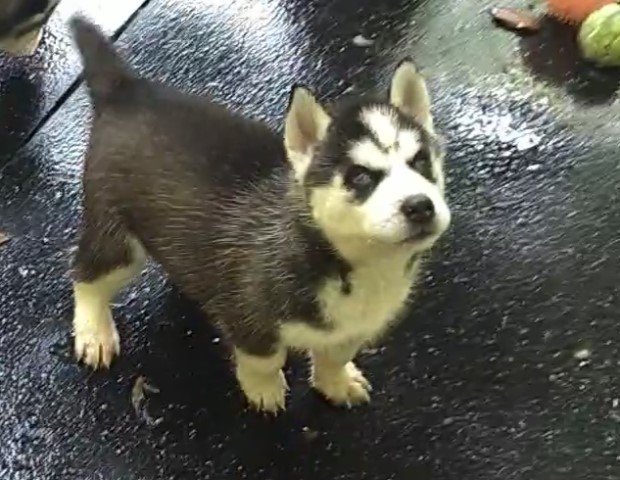 Siberian Husky puppies