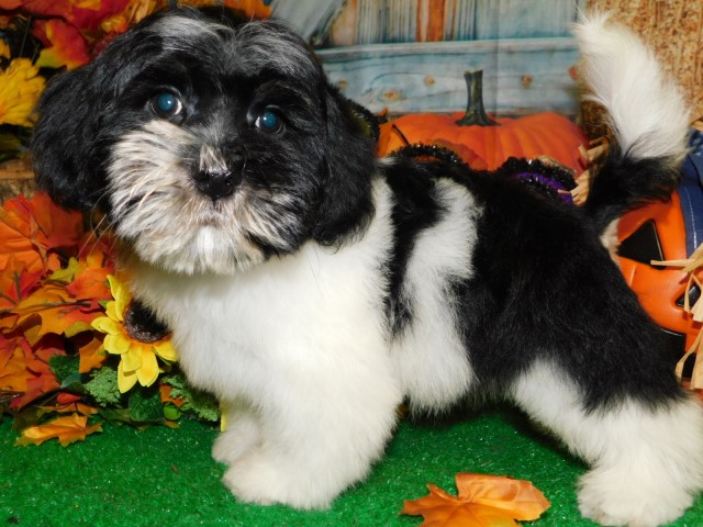 Chicago Shih Tzu X Type Pups. Nonshedding! Financing.
