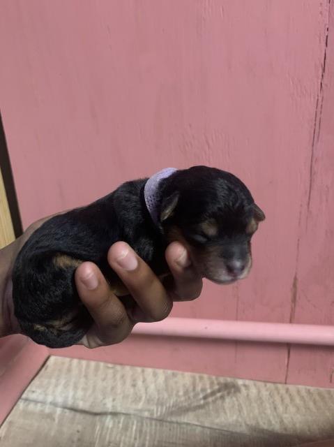 Yorkiepoo Puppies