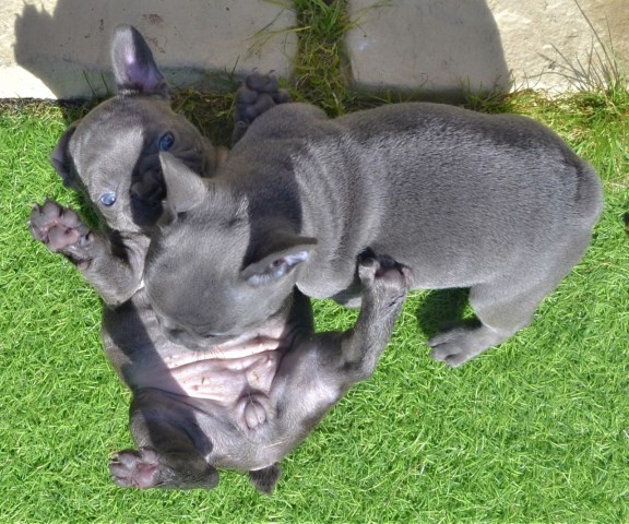 French Bulldog puppy for sale + 53072