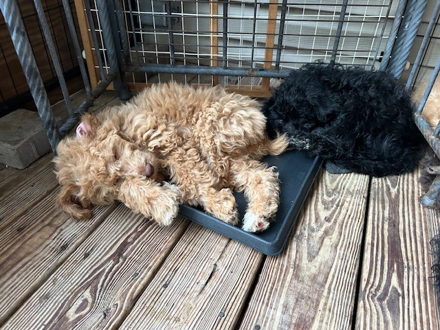 Labradoodle puppy for sale + 66423