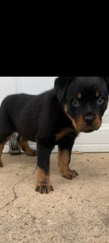Male 8 week Old Rottweiler for sale