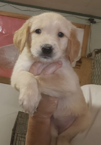 AKC Golden Retrievers- ready now!