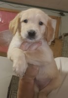 AKC Golden Retrievers Golden Retriever for sale/adoption