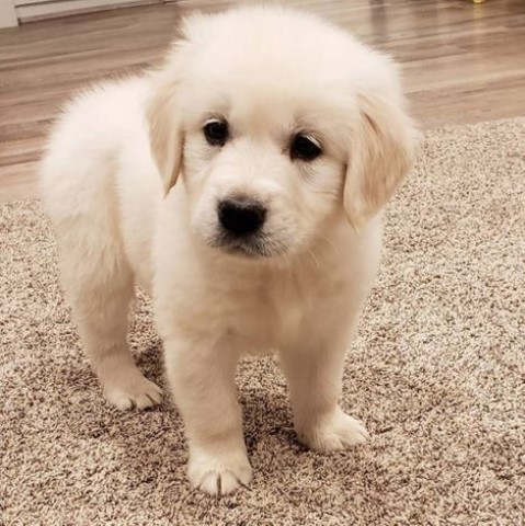 Golden Retriever Puppy Dog For Sale In Toronto Ontario