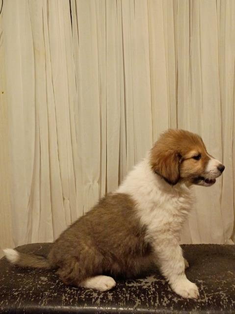 Great Pyrenees puppy for sale + 67020