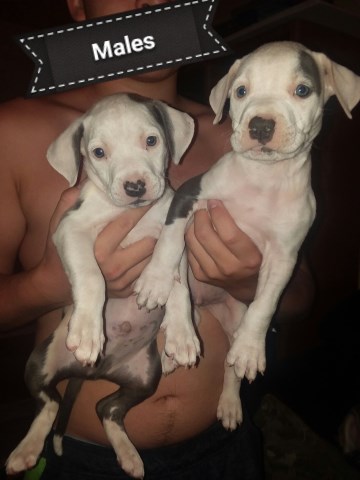 American Pit Bull Terrier puppy for sale + 49871