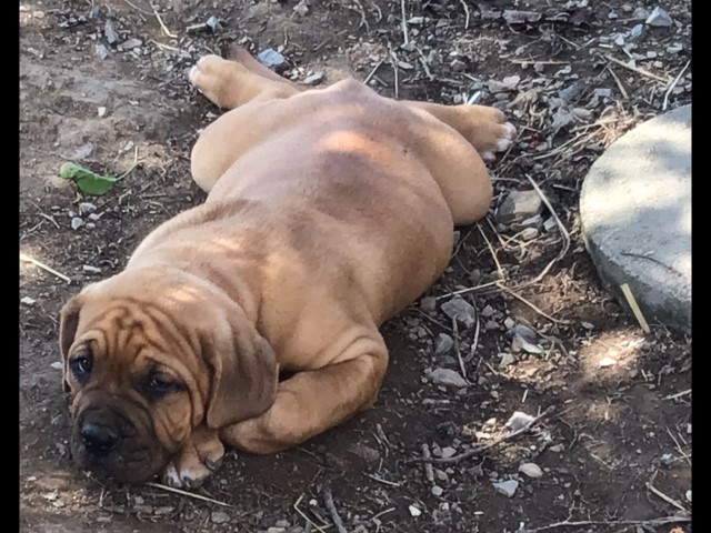 Dogue de Bordeaux puppy black mask male 9 weeks old French Mastiff 6/22/24 Bubba